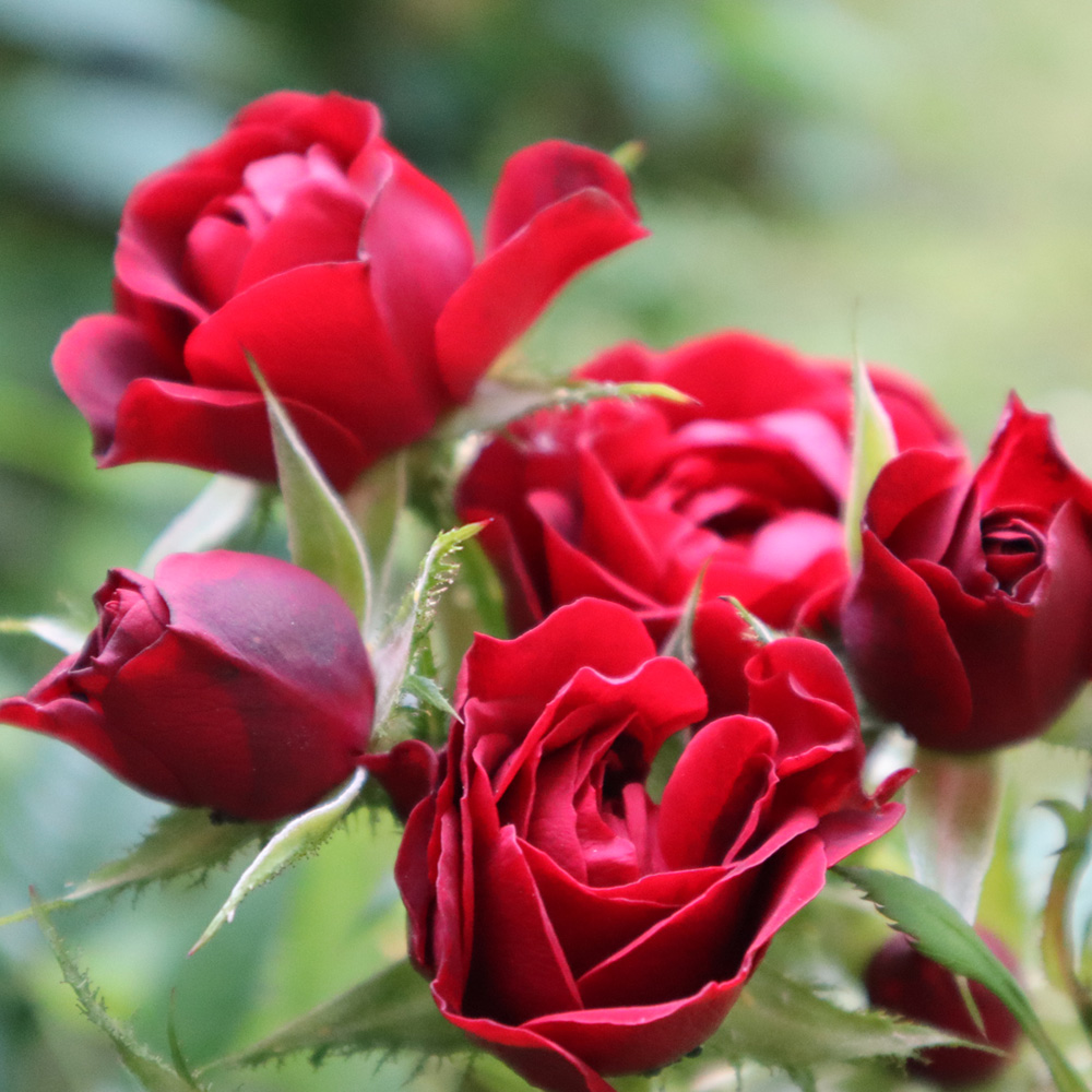 punaisia ruusuja läheltä kuvattuna