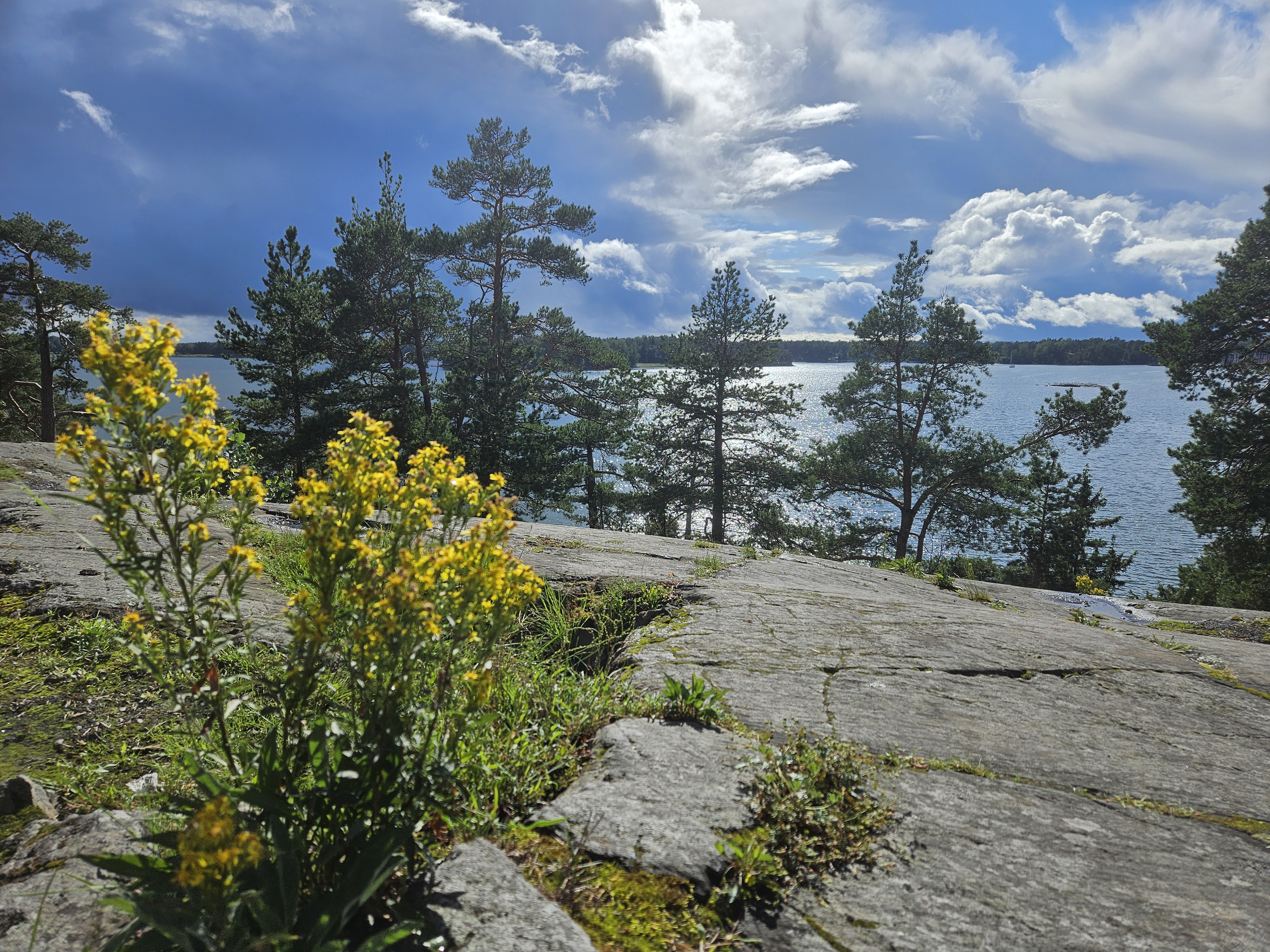 keltainen kukka kalliolla, taustalla meri ja sininen taivas