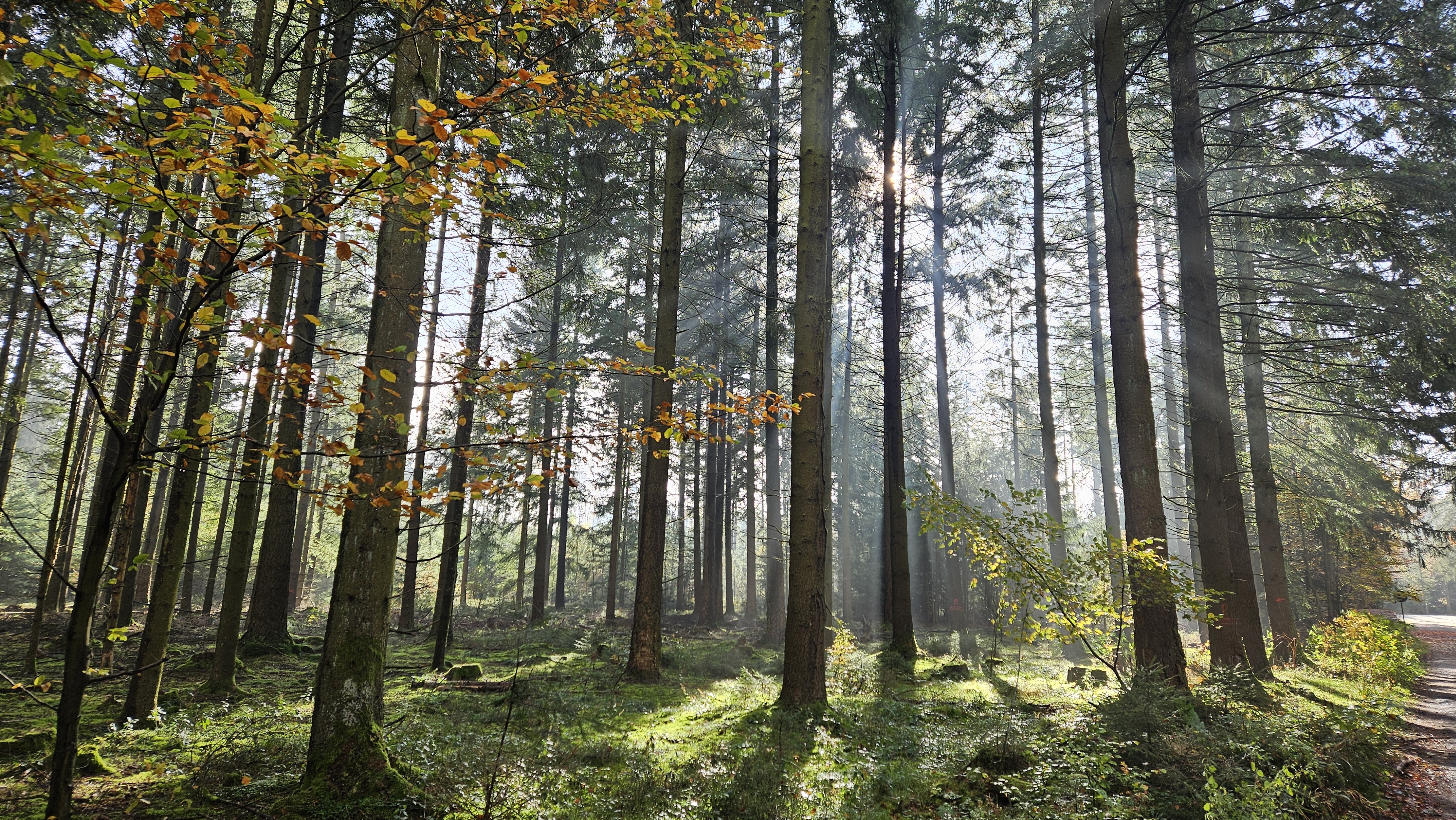 valo metsässä puiden välistä