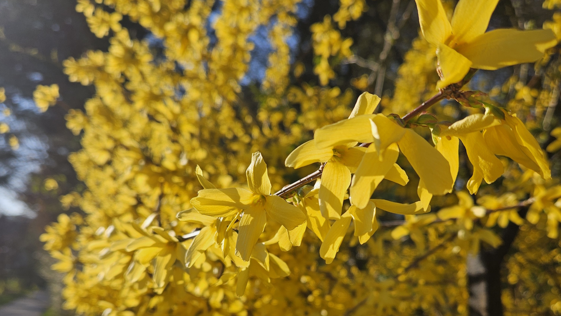 keltaisena kukkiva forsythian oksa