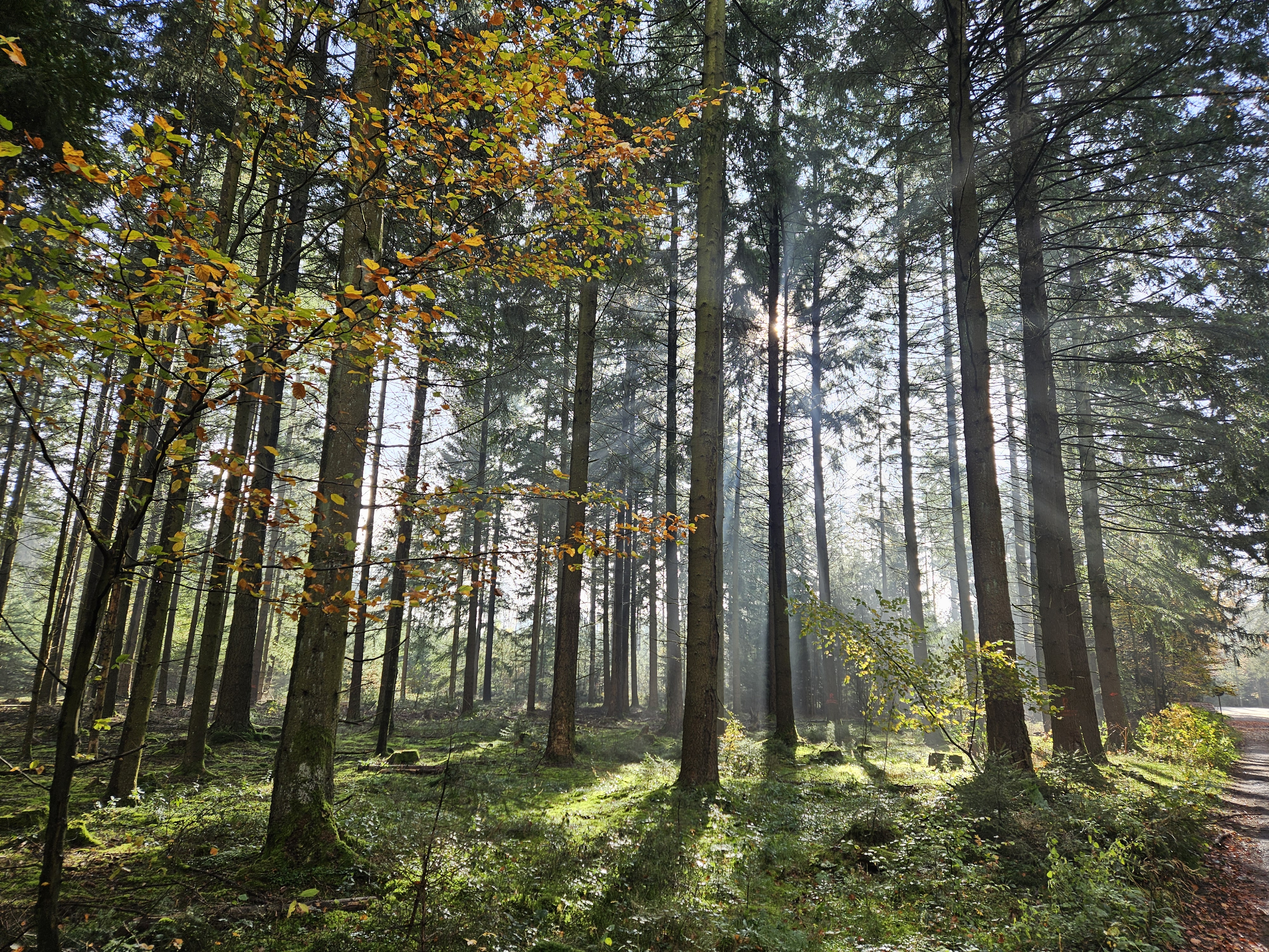 auringonvalo metsässä