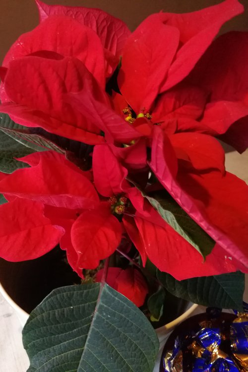 Suomalaiset joulumyyjäiset/Finnischer Weihnachtsbasar Suomalaiset joulumyyjäiset/Finnischer Weihnachtsbasar