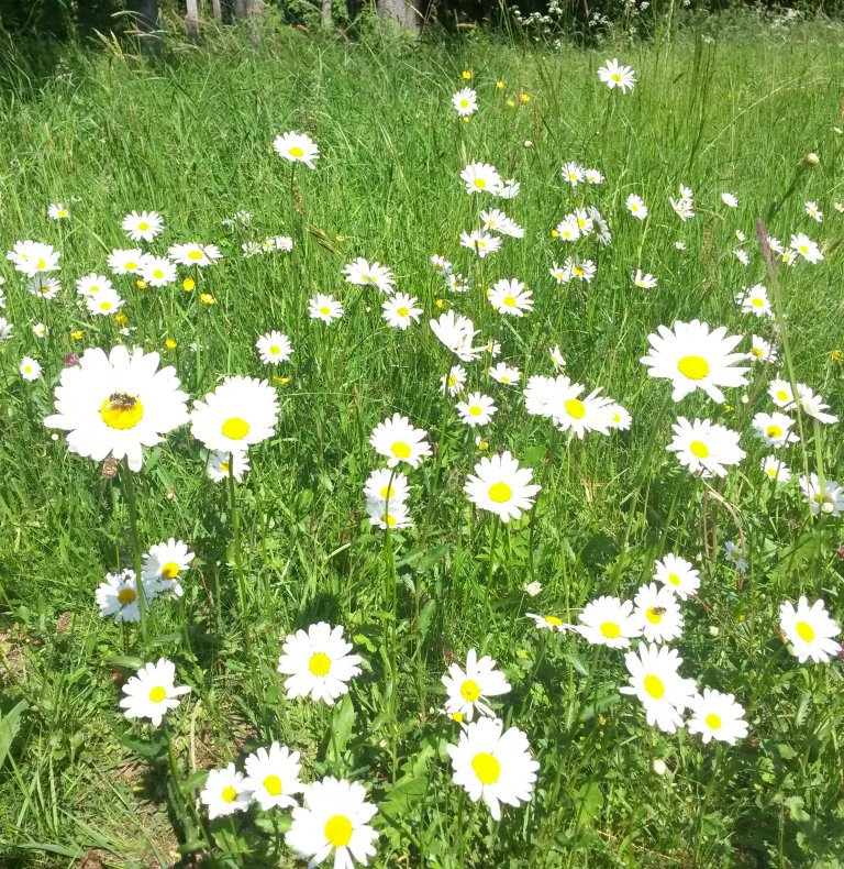 Suvivirsikirkko / Sommerlicher Gottesdienst kukkaniitty